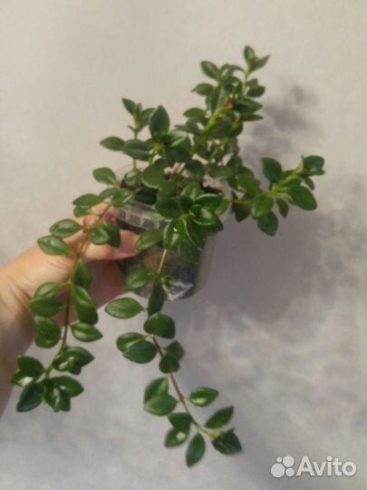 Гипоцирта Глабра / нематантус