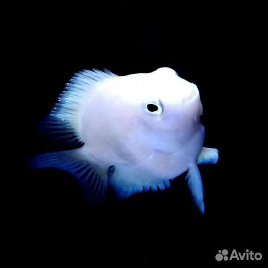 Платиновый попугай