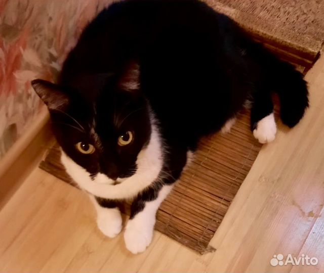 Симпатичный котик Марик в Ваши Добрые руки)