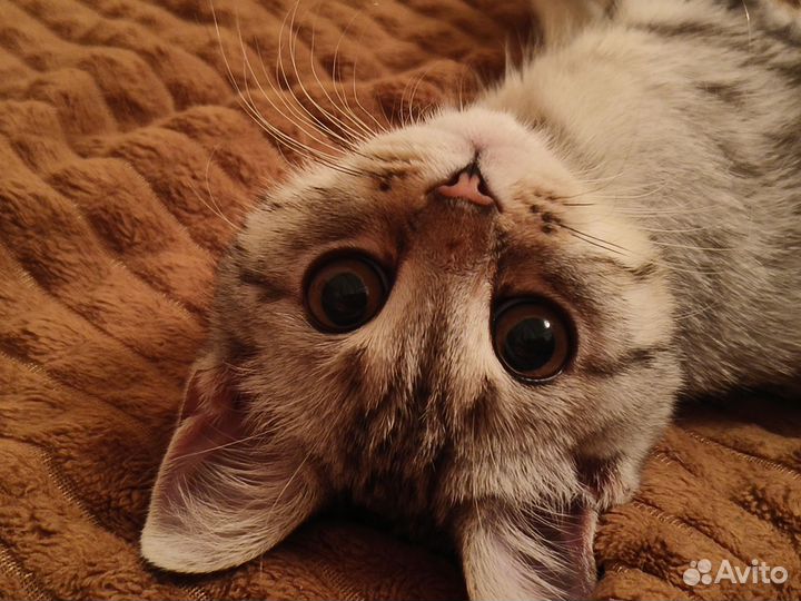 Кошка помесь британской в добрые руки