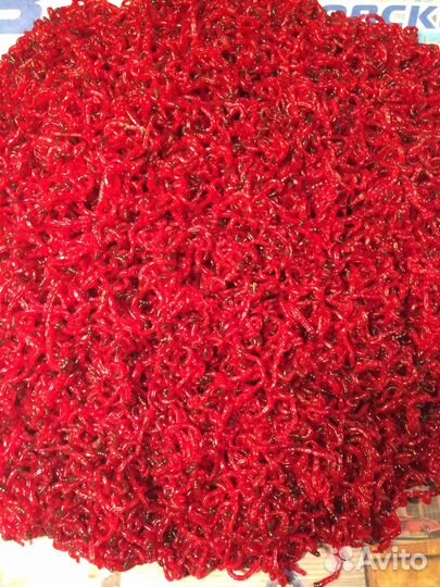 Мотыль, коретра