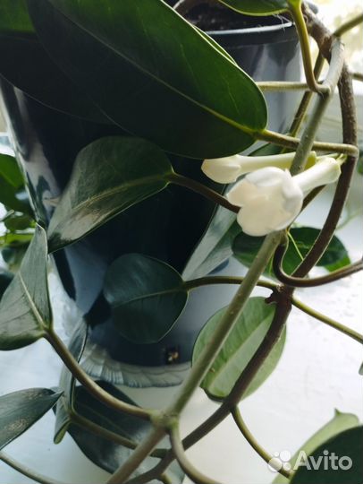 Стефанотис