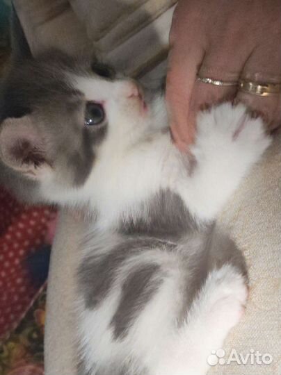 Очаровательные котята ищут дом