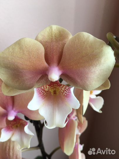 Орхидея фаленопсис биг лип