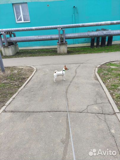 Той-фокстерьер