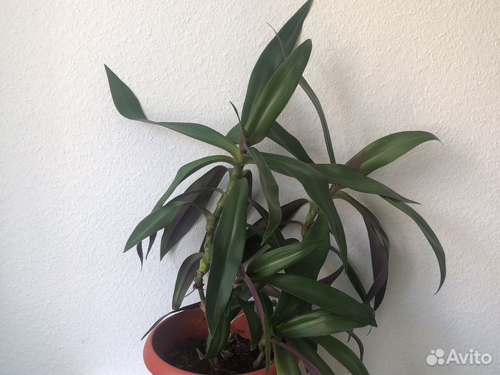 Комнатный цветок Рео