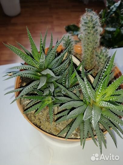 Большой кактус