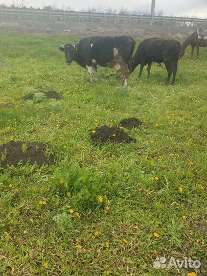 Коровы дойные