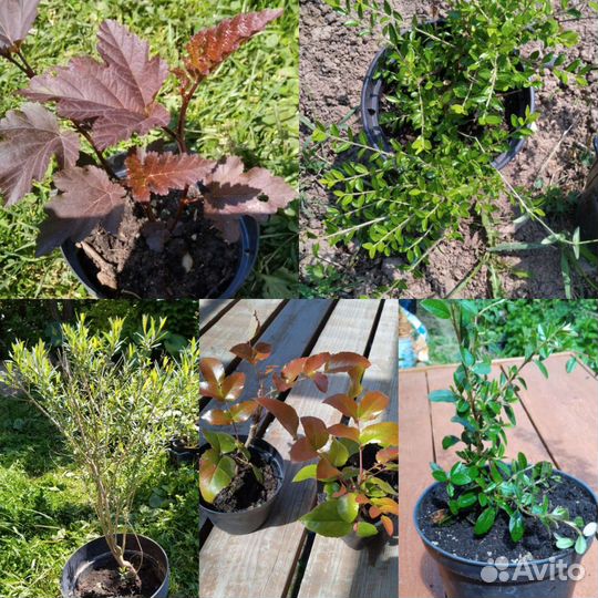 Декоративные кустарники 5 видов