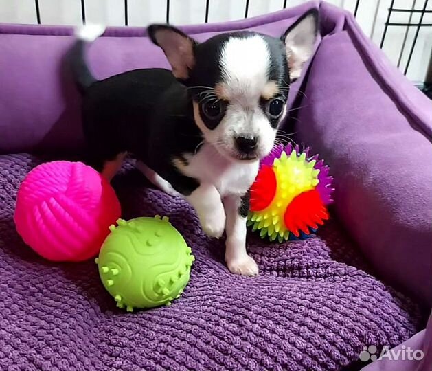 Щенок Чихуахуа девочка