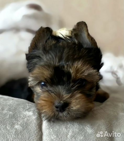 Цветной йорк