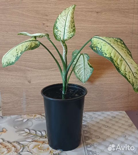 Диффенбахия