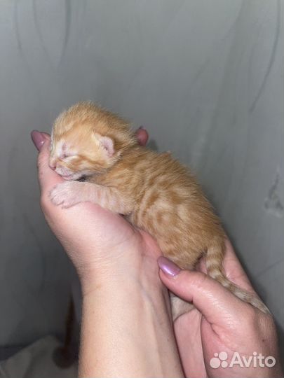 Бенгальские котята