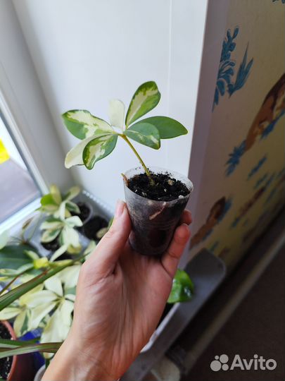 Шефлера пестролистная (комнатный цветок)