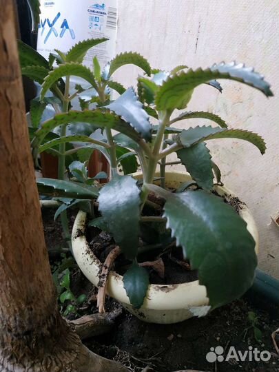 Лечебные растения каланхоэ алоэ вера толстянка