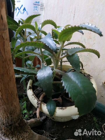 Лечебные растения каланхоэ алоэ вера толстянка