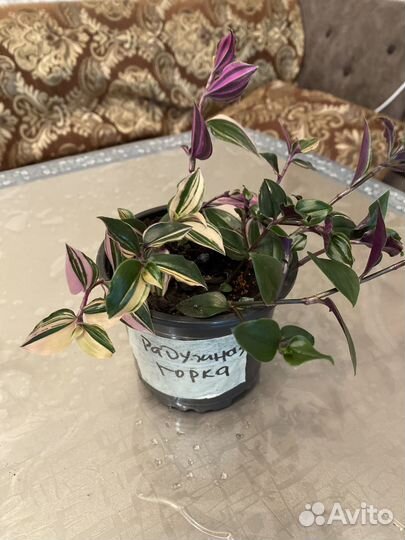 Традесканции