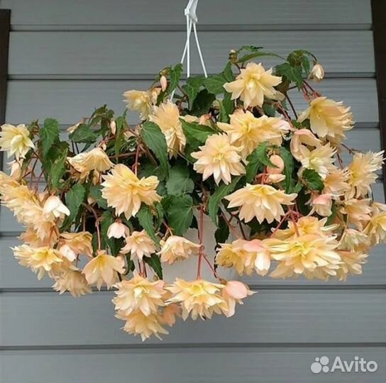 Бегония беллекония