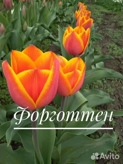 Луковицы тюльпанов
