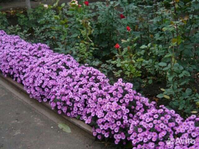 Многолетники