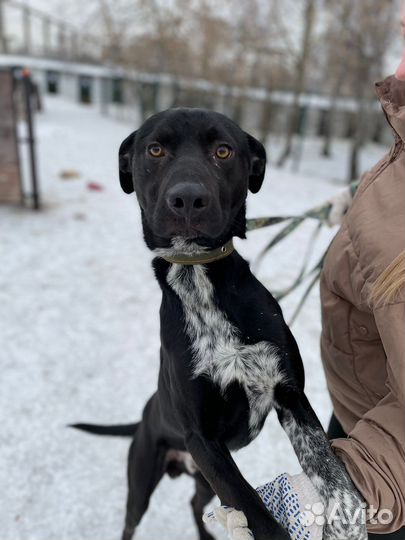 Классный и красивый пёс мечтает о доме