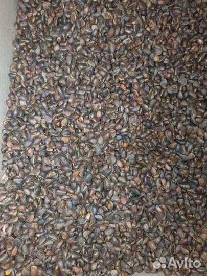 Кедровый орех