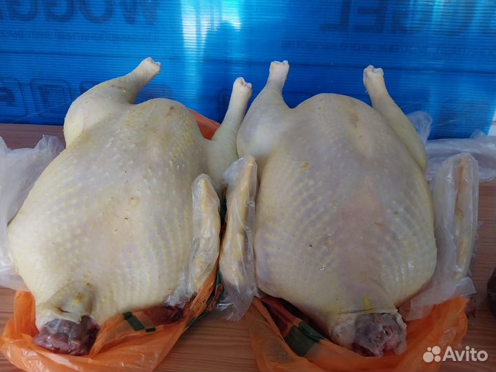 Индюки,куры бульоные