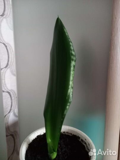Сансевиерия уитни