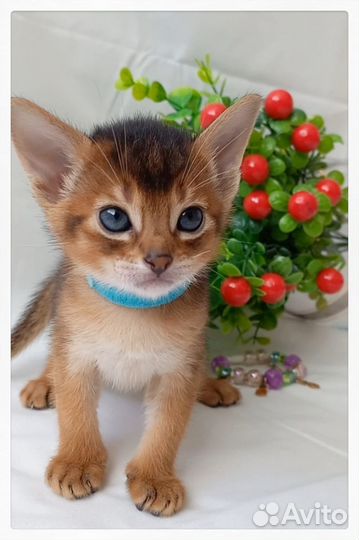 Абиссинские котята
