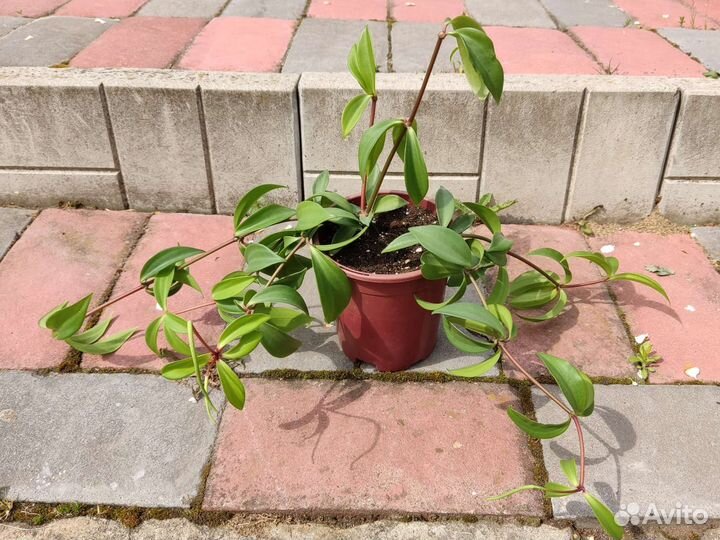 Пеперомия перескиелистная