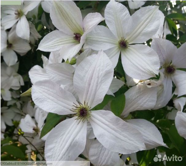 Клематис Baby Star, Blue Light, East River и др.P7