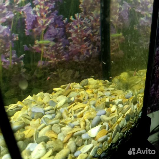 Мальки Данио