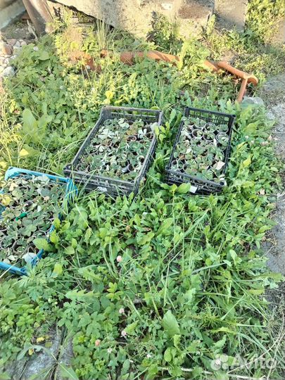 Рассада клубники нескольких сортов