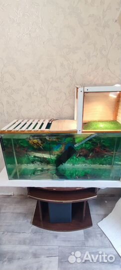 Красноухие черепахи с аквариумом