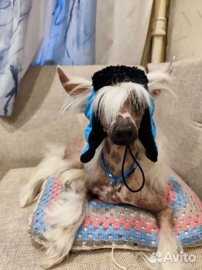 Пошив одежды для собак