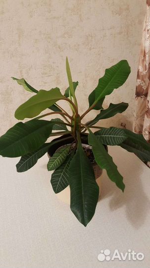 Молочай беложильчатый взрослое растение в горшке