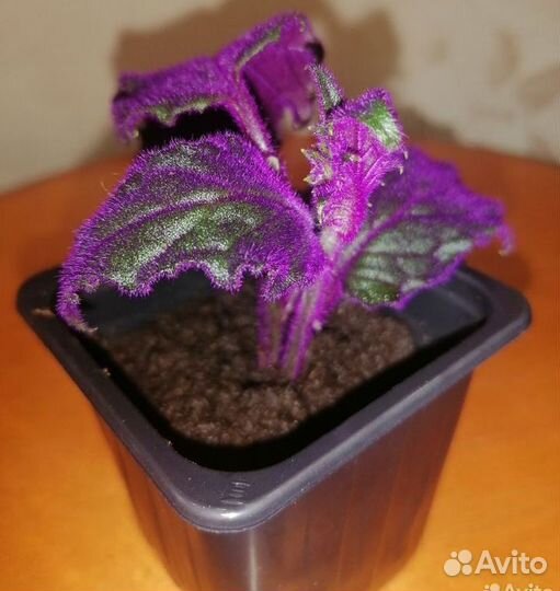 Гинура(синяя птица)