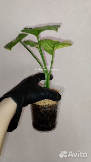 Сингониум Орм Тонг вар