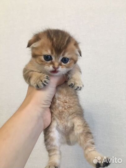 Шикарные золотые малышки