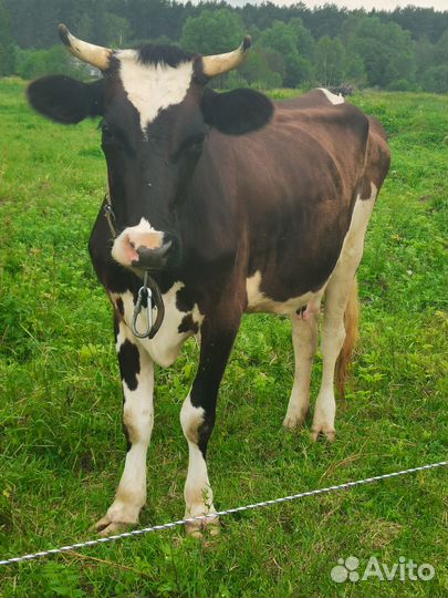 Корова первотелка. Нетель