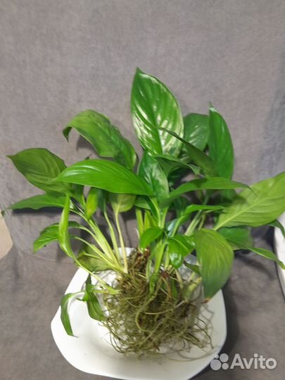 Спатифиллум для фитофильтра в аквариум