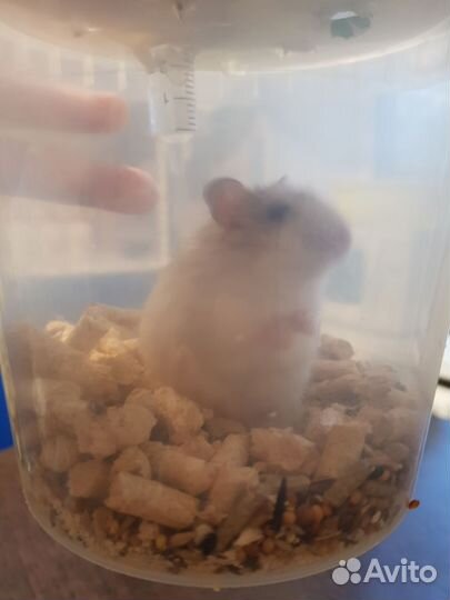 Хамяк сомец