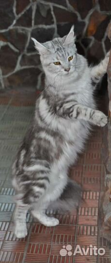 Мейн-кун девочка