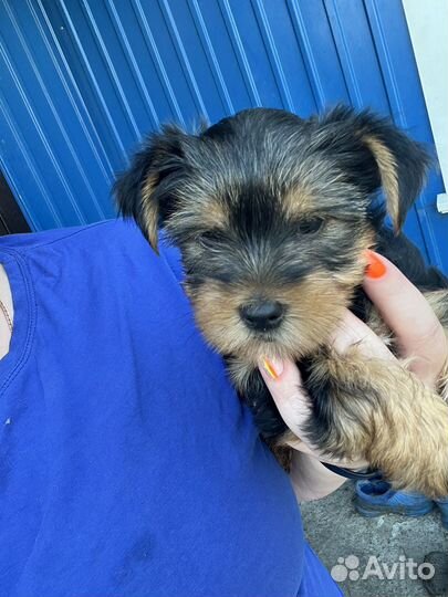 Йоркширский терьер мальчик