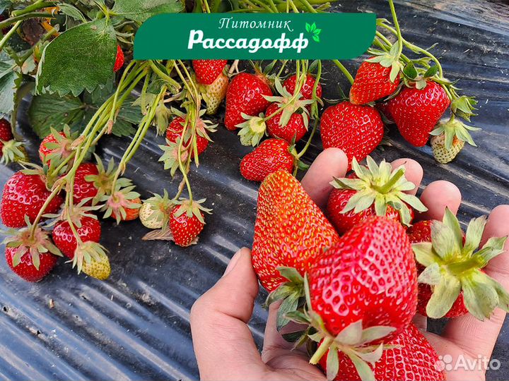 Рассада клубники. Опт от 64 шт