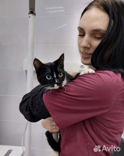 Стерилизация кошек, кастрация кота. Выезд