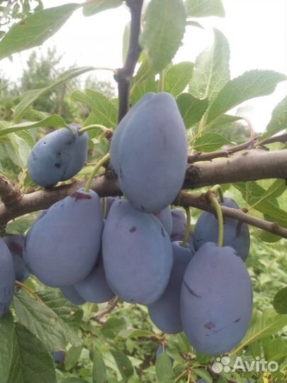 Саженцы черешни