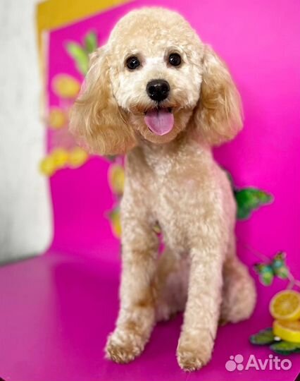 Грумер,Стрижка, Экспресс-линька,Груминг