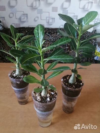 Сеянцы адениума