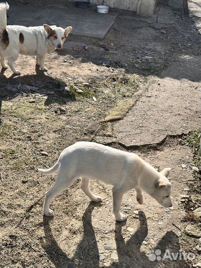 Щенок в добрые руки бесплатно